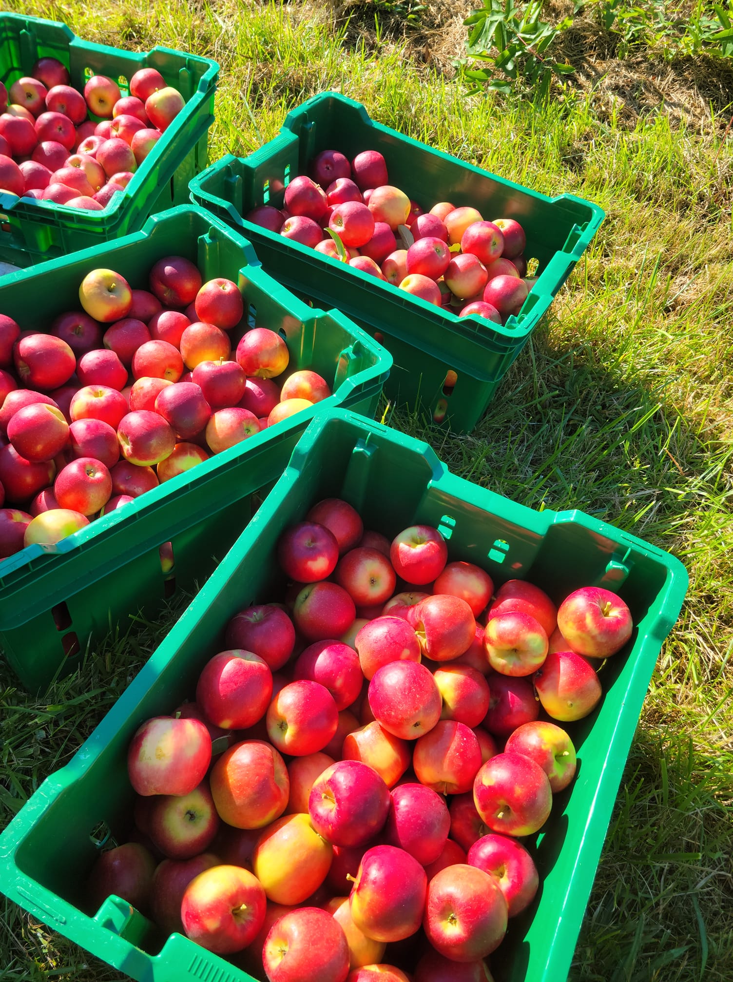 apples in bins